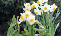 水仙花电视剧,花开花落，演绎一段感人至深的家族传奇